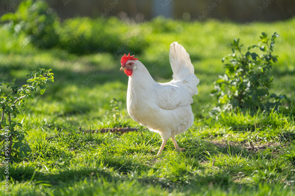 White leghorn chicken / chicken de livorno. the most beautifull italian chicken. Known for giving the most eggs per year White leghorn chicken / chicken de livorno. the most beautifull italian chicken. Known for giving the most eggs per year