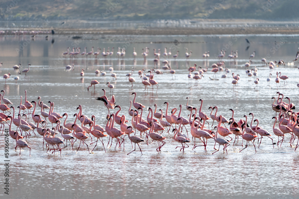 Fototapeta premium Flock of pink flamingos at Lake Nakuru in Kenya, Africa