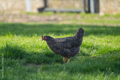 malines coucou (mechelse koekoek in dutch) free range chicken in the grass on a sunny day