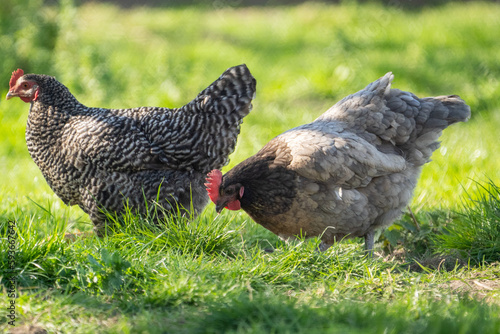 malines coucou (mechelse koekoek in dutch) free range chicken in the grass on a sunny day photo