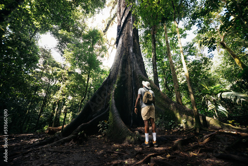 Rear view of a traveler man looking up a huge ficus tree in the jungle photo