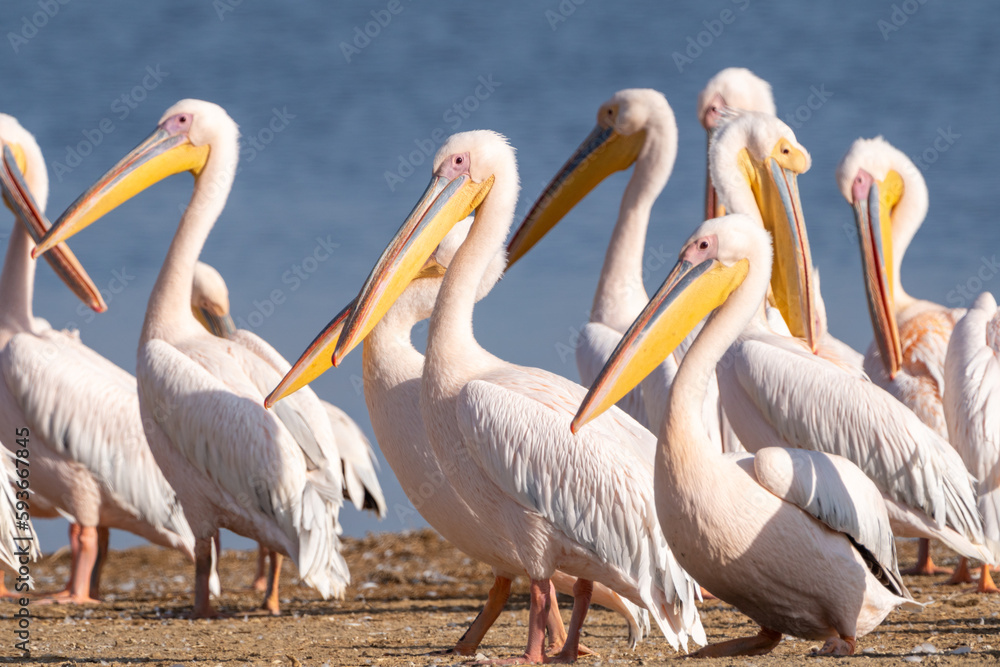 Beautiful pelicans on the shores of Lake Nakuru in Kenya, Africa Beautiful pelicans on the shores of Lake Nakuru in Kenya, Africa