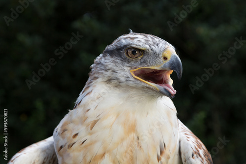 A Ferruginous Hawk photo