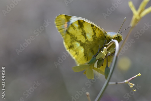 Nice yellow green butterfly (Zegris eupheme) on a yellow flowers photo