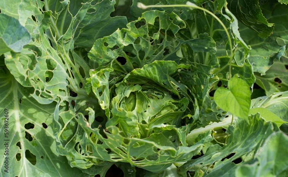 Cabbage leaves in holes in the garden. Pests are a cabbage butterfly