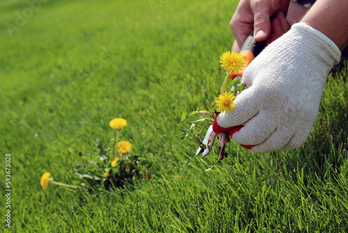 A man  is pulling  dandelion, weeds out from the grass loan otside. photo