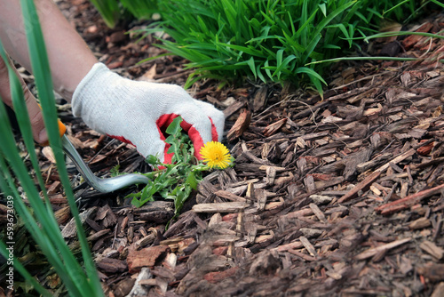 A man  is pulling  dandelion, weeds out from the grass loan otside. photo