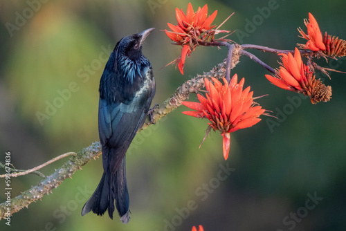 Birds of Bangladesh from satchori forest, sylhet photo