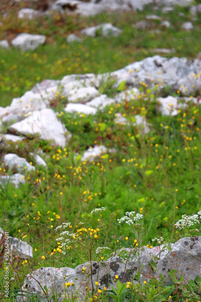 Wild flowers and rocks on the meadow. Selective focus. Wild flowers and rocks on the meadow. Selective focus.