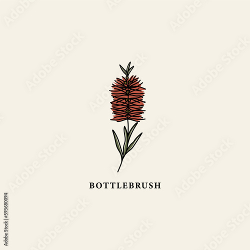 Line art bottlebrush flower drawing