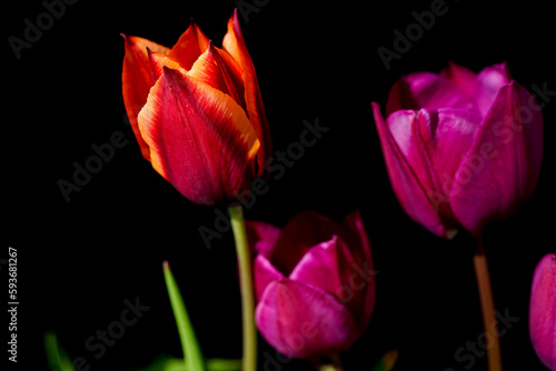 Tulips in different colors  orange and yellow and pink. The focus is on the left tulip