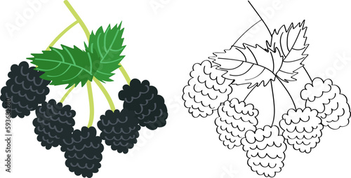 Blackberry is a sweet berry, flat cartoon drawing and contour sketch. Vegetarian diet, children's drawing for juice packaging.