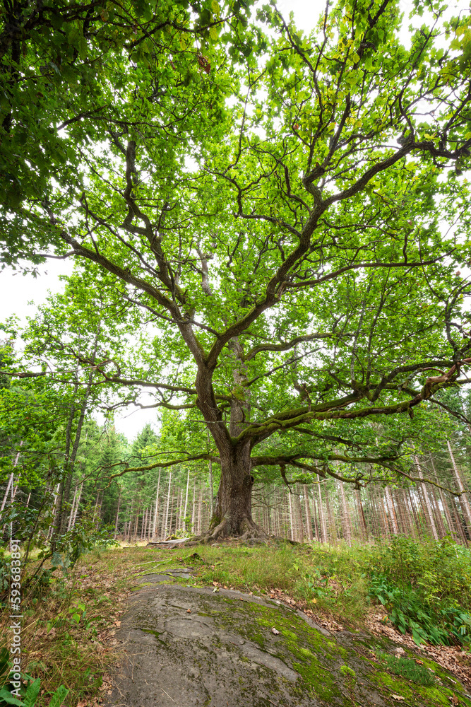 Lush and verdant the oak of Paavola (Paavolan Tammi) - large, old and famous oak tree in Lohja, Finland, in the summer. Lush and verdant the oak of Paavola (Paavolan Tammi) - large, old and famous oak tree in Lohja, Finland, in the summer.