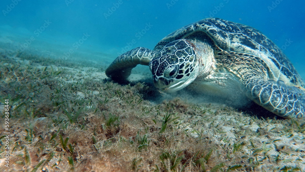 Obraz premium Big Green turtle on the reefs of the Red Sea. Green turtles are the largest of all sea turtles. A typical adult is 3 to 4 feet long and weighs between 300 and 350 pounds. 
