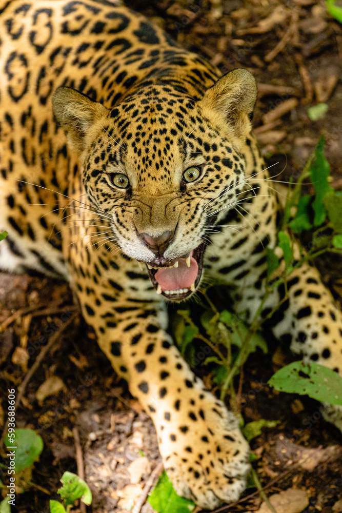 Portrait from above of a beautiful Jaguar Portrait from above of a beautiful Jaguar
