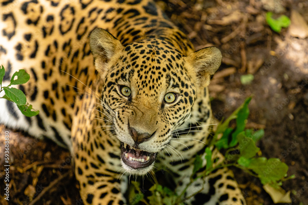 Portrait from above of a beautiful Jaguar Portrait from above of a beautiful Jaguar
