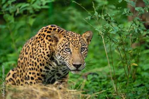 Portrait of a jaguar in the middle of a green undergrowth photo