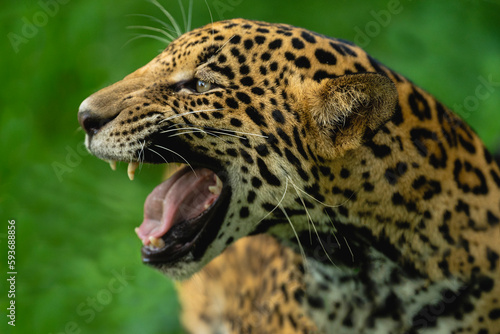 Portrait from beautiful Jaguar growling photo