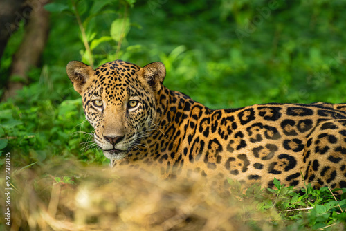 Portrait of a jaguar in the middle of a green undergrowth photo
