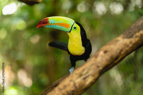 Portrait of a toucan 