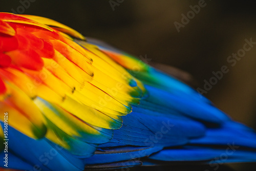 Close-up portrait of a macaw's wings  photo