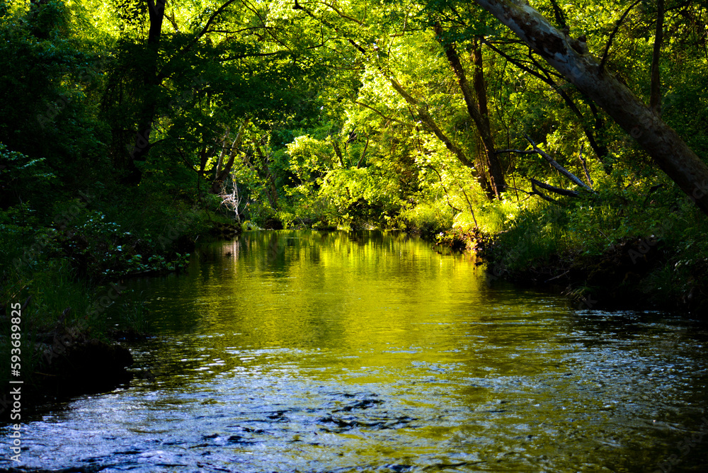 Obraz premium River in the Forest