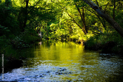 Wallpaper Mural River in the Forest Torontodigital.ca