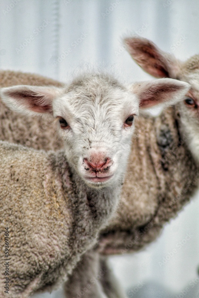 Fototapeta premium Vertical shot of a couple of cute baby sheep