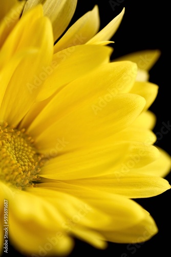 Yellow Daisy