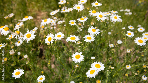Wild daisy flowers growing on meadow, white chamomiles on green grass background. healing herbs