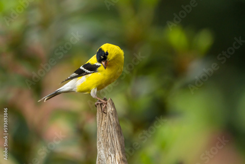 Male American Goldfinch 