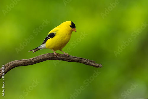 Male American Goldfinch 