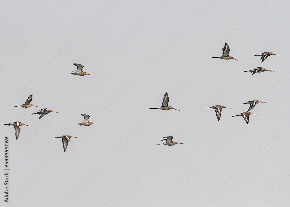 Flock of black-tailed godwit (Limosa limosa) flying against a gray sky