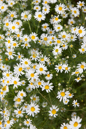 Meadow of white Chamomile flowers in the morning sun close up. Herbal medicine.