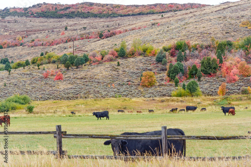 Farmland with cows in Montana, USA