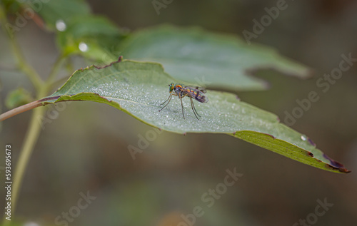 Profiles of long legged fly on a dew covered leaf photo