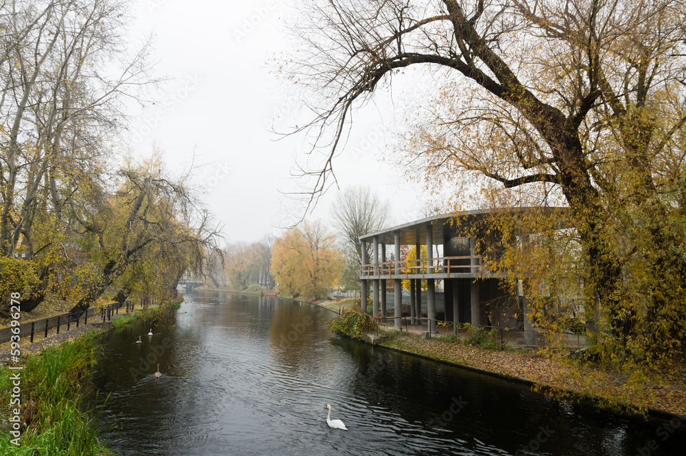 Bydgoscz Canal with swans in autumn lined with trees shedding leaves Bydgoscz Canal with swans in autumn lined with trees shedding leaves