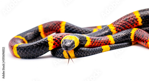 Venomous Eastern coral snake - Micrurus fulvius - close up macro of head, eyes, tongue and pattern.  Side view with great scale detail isolated on white background. Head forward, tongue out and down