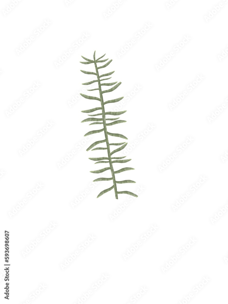 Lavender herb plant fern isolated on white