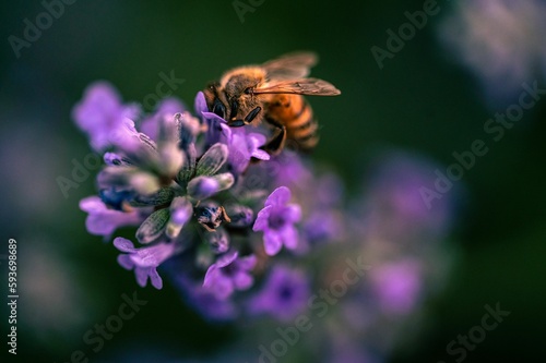 Bee sipping nectar from purple flower