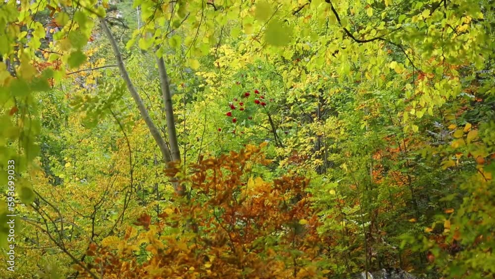 Closeup shot of green trees in the forest with leaves moving from wind Closeup shot of green trees in the forest with leaves moving from wind