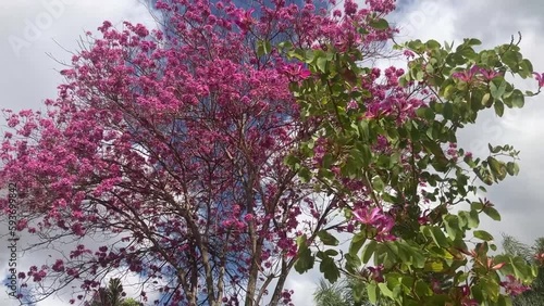 Wallpaper Mural Tabebuia Ant tree in pink. Spring flowering. The most beautiful trees on the planet. Trumpet tree Torontodigital.ca