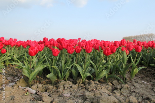 a row beautiful red tulips in a bulb field in the netherlands in springtime with a blue sky