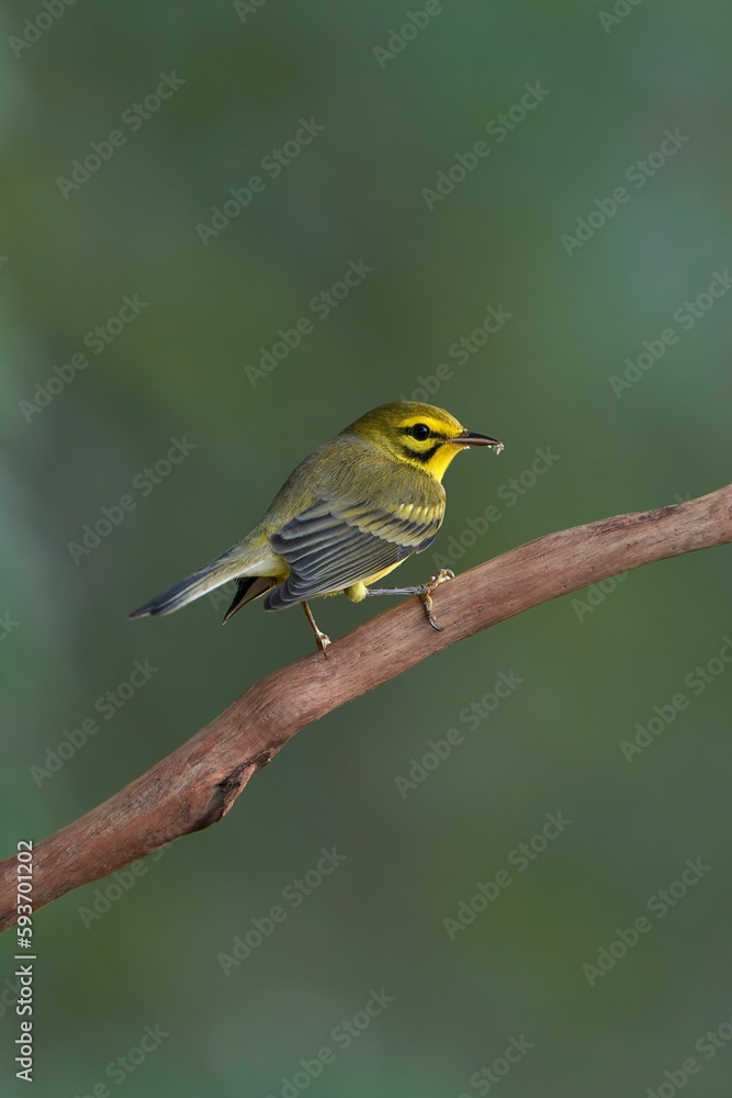 Prairie Warbler  perching on tree branch