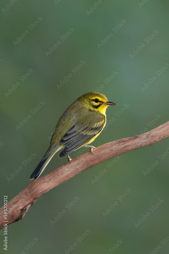 Prairie Warbler perching on tree branch Prairie Warbler perching on tree branch
