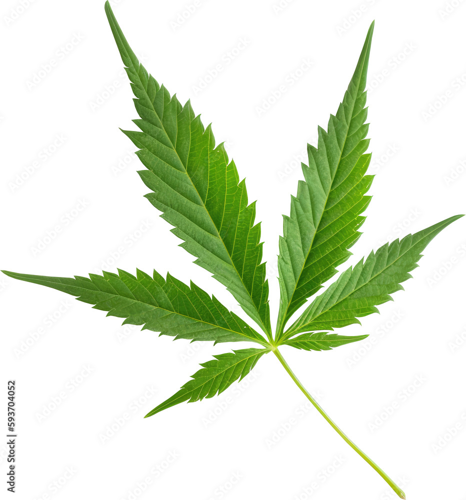 Cannabis Indica marijuana leaf isolated on transparent background