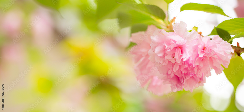 Obraz premium Sakura. Cherry blossom, branches with flowers sway in the wind. Pink flowers of the sakura tree. Spring landscape with flowering trees. Beautiful nature on a sunny day.