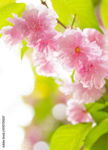 Sakura. Cherry blossom  branches with flowers sway in the wind. Pink flowers of the sakura tree. Spring landscape with flowering trees. Beautiful nature on a sunny day.