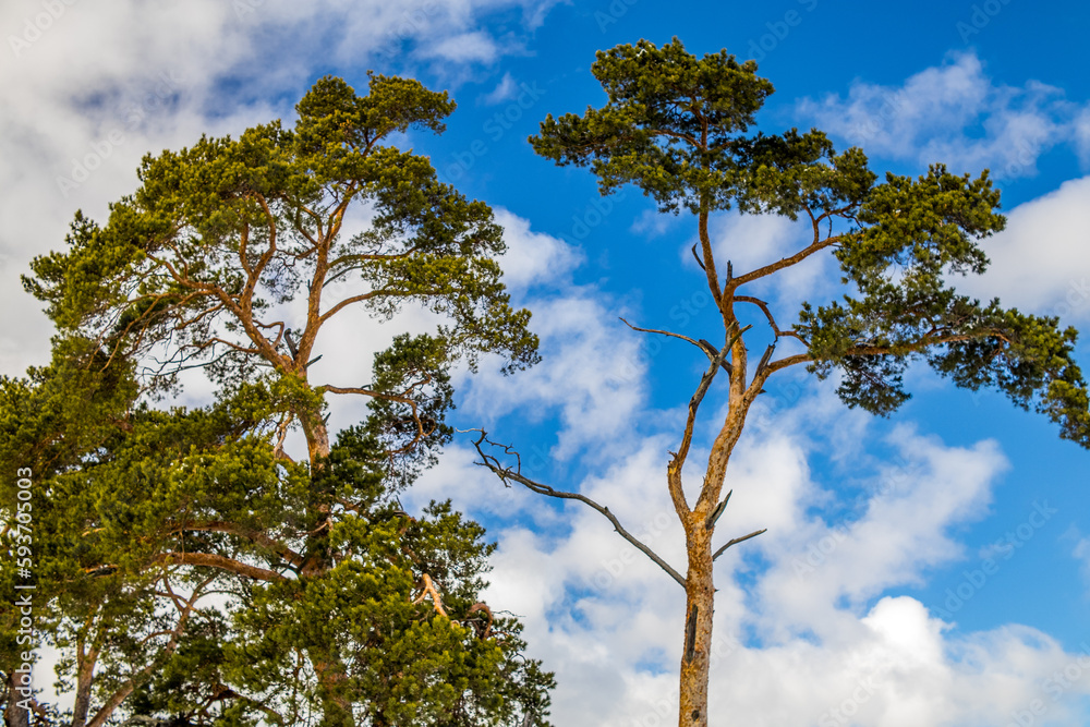 Fototapeta premium tree and sky