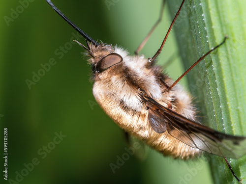 Close up of a Dark-edged Bee-fly